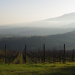 Jean Meyer, un grand monsieur du monde du vin d’Alsace